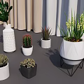 Indoor Potted Plants Display With Cactus Succulents And Geometric White Pots Near Curtains