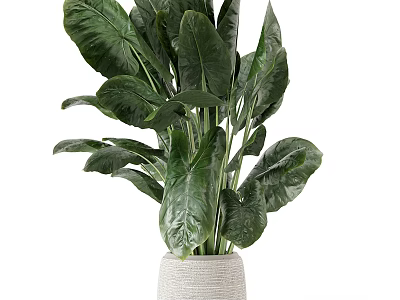 Lush Bonsai Potted Plant with Large Green Leaves in White Woven Textured Pot 3d model