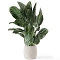Lush Bonsai Potted Plant with Large Green Leaves in White Woven Textured Pot