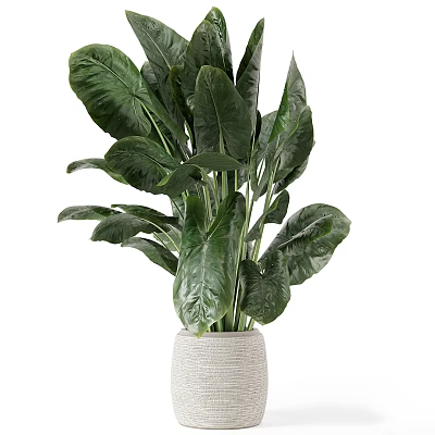 Lush Bonsai Potted Plant with Large Green Leaves in White Woven Textured Pot 3d model