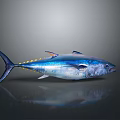 Shiny Blue and Silver Aquatic Animal Tuna with Yellow Spots on Dark Background