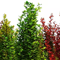 Vibrant Green Red and Yellow Bushes Growing Against Dark Blue Night Sky