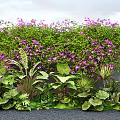 Trees With Lush Greenery Purple Flowers And Diverse Plants On Garden Wall