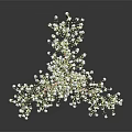 Fresh Baby's Breath Plant Featuring Small White Flowers Against Dark Background With Reflection