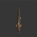 Long Bodied Fish With Whiskers And Brown Orange Coloration On Gray Gradient Background