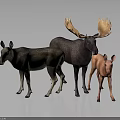 Three Moose Family Group with Adult and Young Standing on Dark Reflective Surface