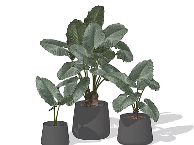 Bonsai Potted Plants With Large Green Leaves In Gray Pots Of Various Sizes 3d model