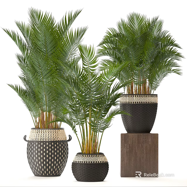Large Green Leaf Potted Plants In Woven And Dotted Pots On Wooden Stand 3d model 
