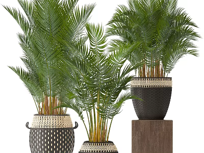 Large Green Leaf Potted Plants In Woven And Dotted Pots On Wooden Stand 3d model