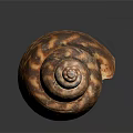 Detailed Seashell Animal With Spiral Shape And Orange Brown Pattern On Dark Background