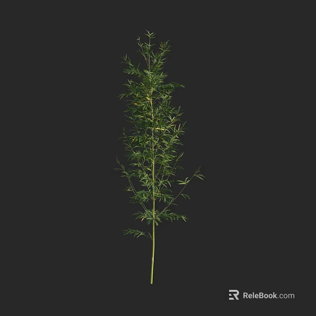 Tall Bamboo Plant With Green Leaves And Slender Stem On Black Background 3d model 