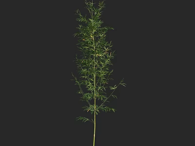 Tall Bamboo Plant With Green Leaves And Slender Stem On Black Background 3d model