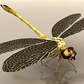 modern dragonfly 3d model