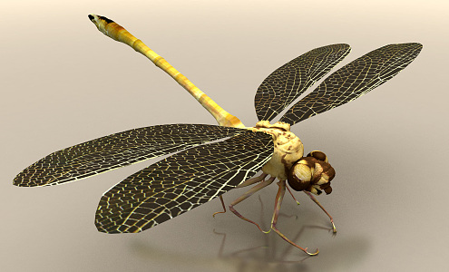 modern dragonfly 3d model