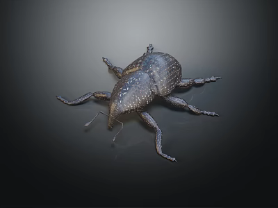 Shiny Black Beetle with Long Snout and Spotted Exoskeleton on Dark Smooth Surface 3d model
