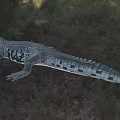Large Crocodile with Open Mouth in Natural Outdoor Setting and Green Trees