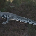 Mexican Crocodile Animals 3d model