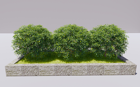 Modern Shrub Plant Hyonglonia bulbosa 3d model