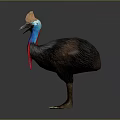 Cassowary With Blue Neck Red Wattle And Brown Feathers In Standing Posture Against Dark Background