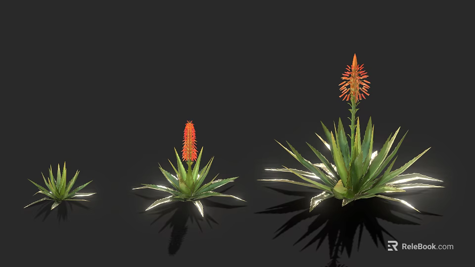 Aloe Plants With Red Flowers In Various Sizes On Black Background With Reflections 3d model 