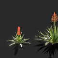 Aloe Plants With Red Flowers In Various Sizes On Black Background With Reflections