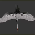 White and Green Crane Flying with Red Crown Yellow Beak on Gray Background
