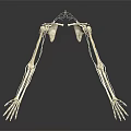 Human Skeleton Arm Hand And Shoulder Bone Structure Anatomical Model 3d model