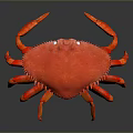 Vibrant Red Crab With Textured Shell And Orange Legs On Dark Surface 3d model