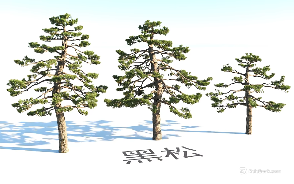 Garden Landscape Design Featuring Three Black Pine Trees in Natural Arrangement 3d model 