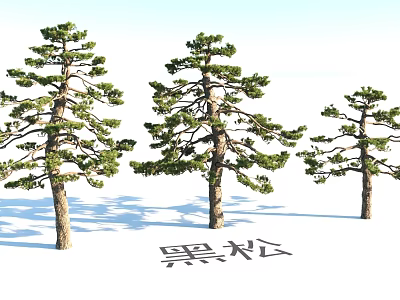 Garden Landscape Design Featuring Three Black Pine Trees in Natural Arrangement 3d model