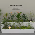 Assorted Indoor Plant Combination With White Planters And Nature Peace Greenery