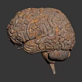 3D Brain Anatomical Model Medical Device for Neurosurgery Training and Education