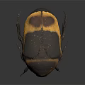 Realistic Black and Yellow Beetle With Carapace Six Legs 3D Model Dark Background