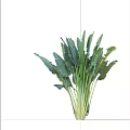 Tall Lush Arbor with Broad Green Leaves and Strong Upright Trunk Structure