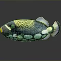 Vibrant Colorful Fish With Circular Green Blue Spots On Body And Purple Tail