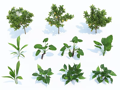 modern plant shrub 3d model