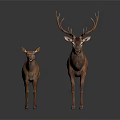 Two Brown Deer Adult And Fawn With Large Antlers On White Background