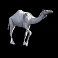 Other camel dromedary camel Bactrian camel 3d model