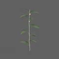 Green Leafy Plant Branch With Small Pink Fruits On Gray Background