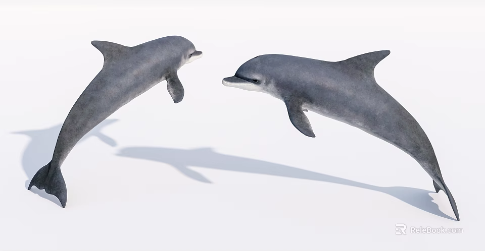 Two Playful Dolphins Leaping Out of Clear Water With Graceful Movements 3d model 