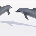 Two Playful Dolphins Leaping Out of Clear Water With Graceful Movements