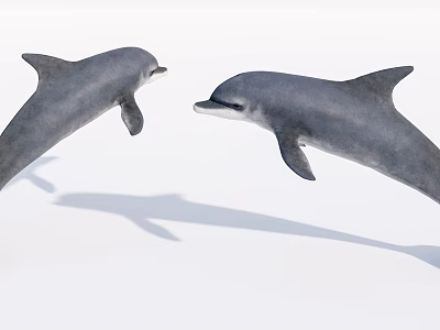 Modern Aquatic Dolphin 3d model Modern Aquatic Dolphin 3d model