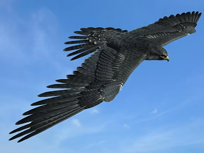 Majestic Eagle Flying with Spread Wings in Clear Blue Sky 3d model