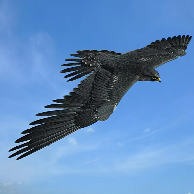 Majestic Eagle Flying with Spread Wings in Clear Blue Sky 3d model Majestic Eagle Flying with Spread Wings in Clear Blue Sky 3d model