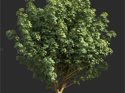 Lush Green Arbor With Dense Foliage And Strong Branch Structure In Natural Environment 3d model