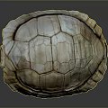 Natural Turtle Shell With Detailed Brown Beige Texture On Dark Background