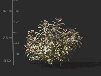 Lush Ornamental Shrub With Green And Purple Leaves For Garden Decoration 3d model