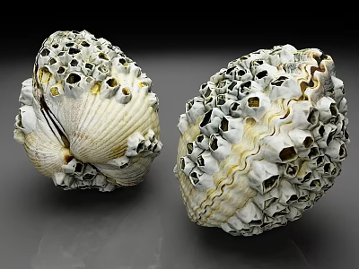 Unique Aquatic Animal Shells With Textured Surface And Intricate Hole Patterns 3d model