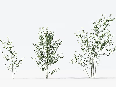 Birch Trees With Green Leaves And White Trunks In Natural Landscape 3d model Birch Trees With Green Leaves And White Trunks In Natural Landscape 3d model