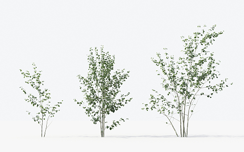 Modern Trees Small Trees 3d model